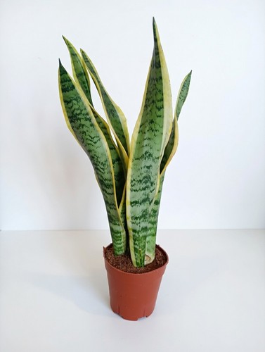 Snake plant 55cm tall - snake,