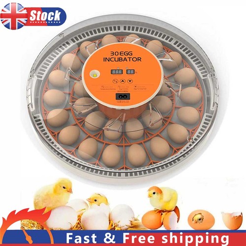 Egg incubator automatic - egg,