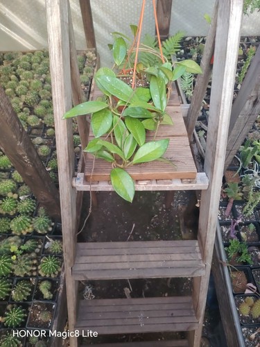 Hoya carnosa with small silver - hoya,