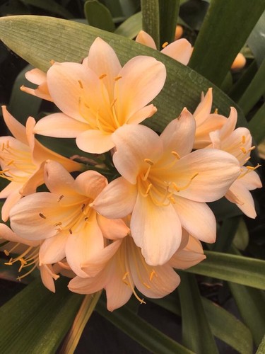 Clivia miniata apricot - miniata,
