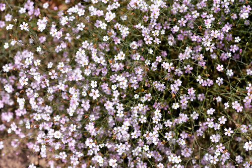 Light pink tunic flower - light,
