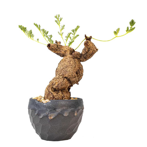 5cm succulent cactus plant - 1.5cm,