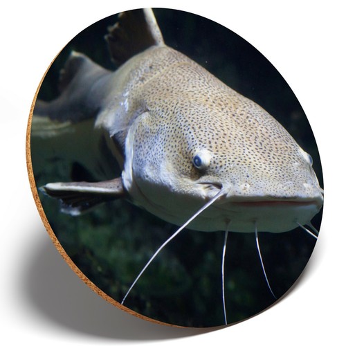 Awesome redtail catfish - 1,