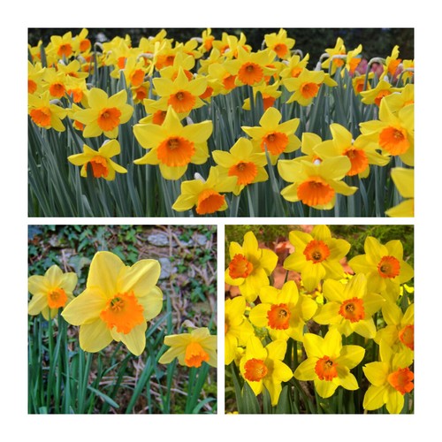 Red devon daffodil flower - red,
