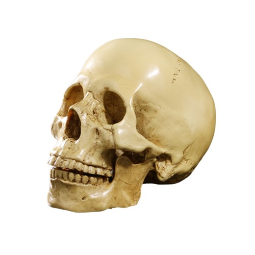 Resin replica real - real, life