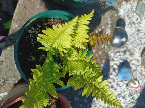 Polypodiaceae common fern - 2,