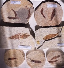 Knightia Fossil Fish (Choose