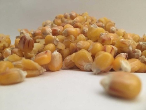 Maize 20kg carp fishing - maize,