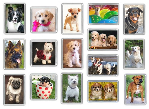 Dog fridge magnets pug - magnets,