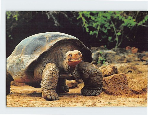 Postcard aldabra giant - postcard,