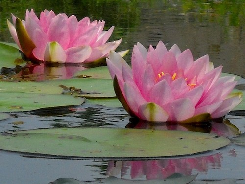 Pink water lily pond live - ,
