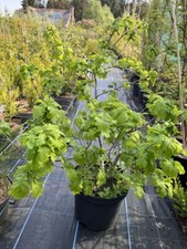 Oak tree quercus large - quercus,