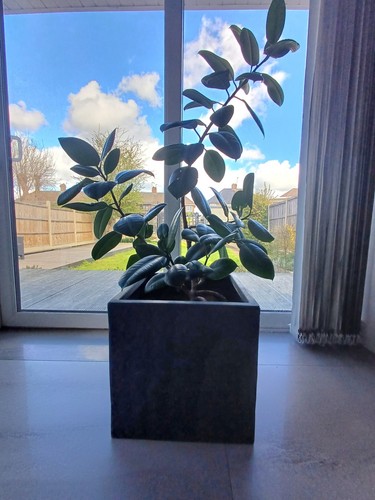 Stunning large rubber - rubber, plant