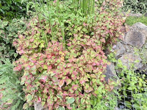 Houttuynia cordata - 1,