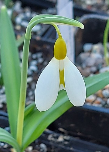Galanthus wendys gold - galanthus,