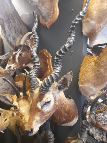 Antique taxidermy blackbuck - antique,