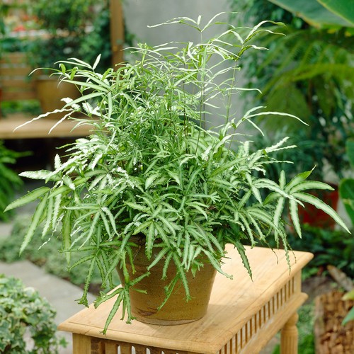 Pteris albolineata cretan - pteris,