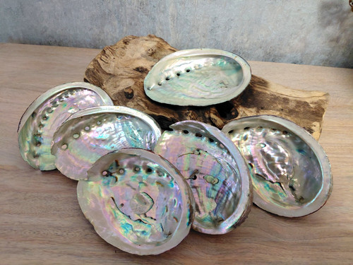Abalone shell natural large - shell,