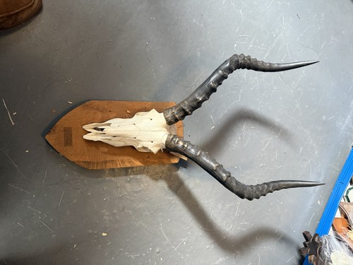 Impala skull and horns - impala,