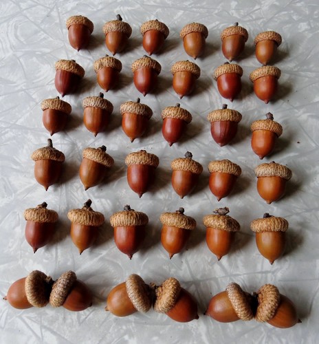 Lot large red oak - 36,