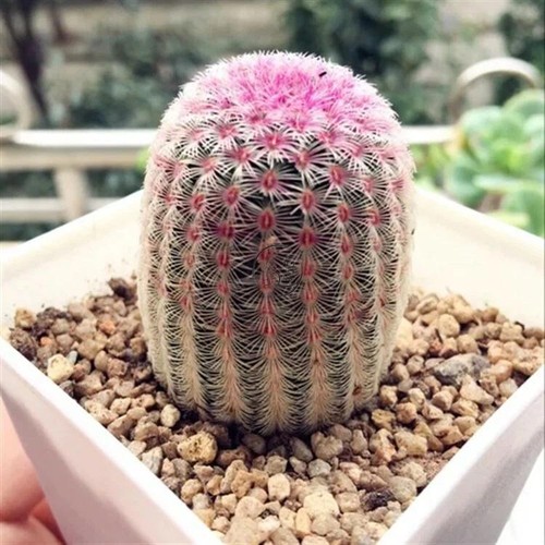 Echinocereus rigidissmus