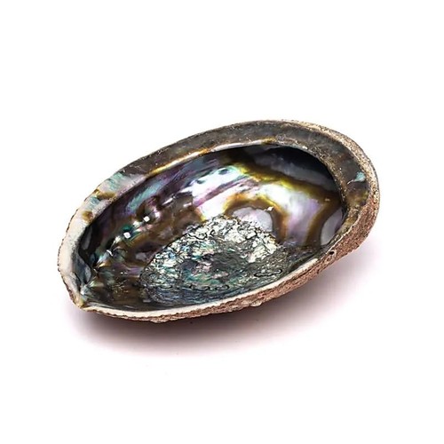 Green abalone smudge shell - abalone,