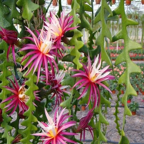 Epiphyllum angular zig zag - epiphyllum,