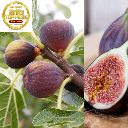 Ficus carica brown turkey - carica, turkey'