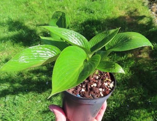 Hosta devon green perennial - hosta, green,