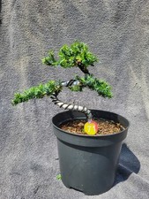 (71R) Juniper Bonsai Tree
