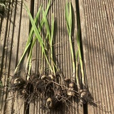 Frehley dug out Of Garden 8