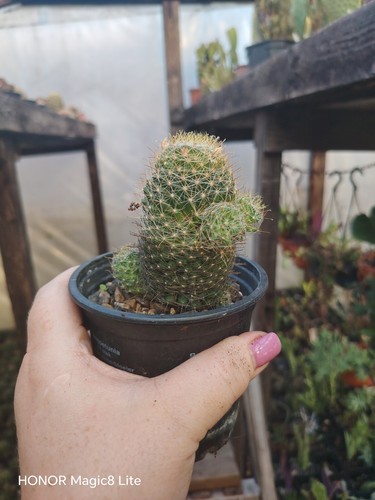 Mammillaria crinita cactus - crinita,