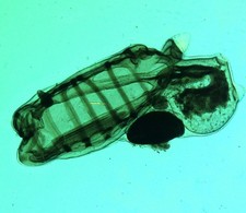 Antique microscope slide by Sinel/Hornell. Tunicata. Young Salpa. White glass.