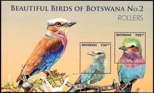 Botswana 2025 birds - 2025,