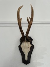 Good Antlers of a  Roe Deer 535 Real Taxidermy mounted interior design horns