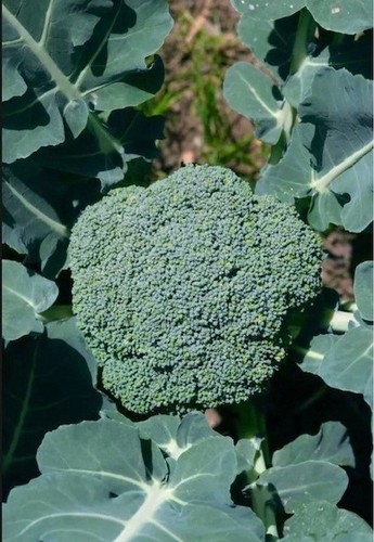 Mixed pack broccoli - pack,