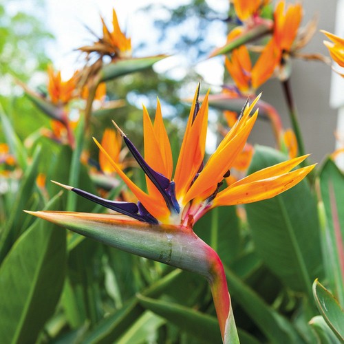 Strelitzia bird of - strelitzia,