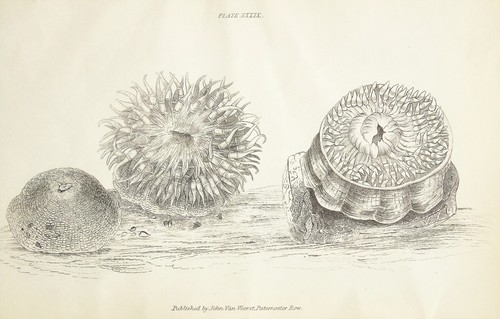 Zoophytes marine animals - marine,