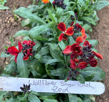 Wallflower Sugar Rush Red 10