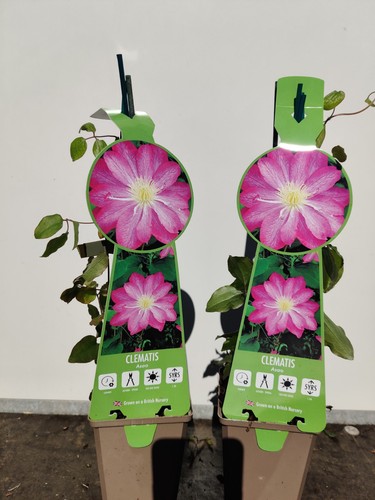 Clematis asao 9cm pot pink - 2,