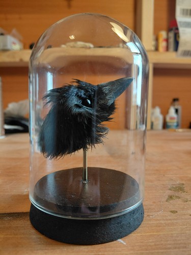 Magpie head skull - magpie, (pica