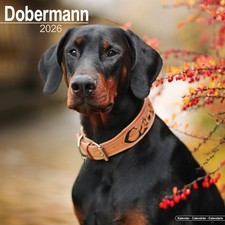 Doberman Square Wall Calendar