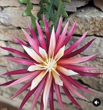 Selenicereus anthonyanus