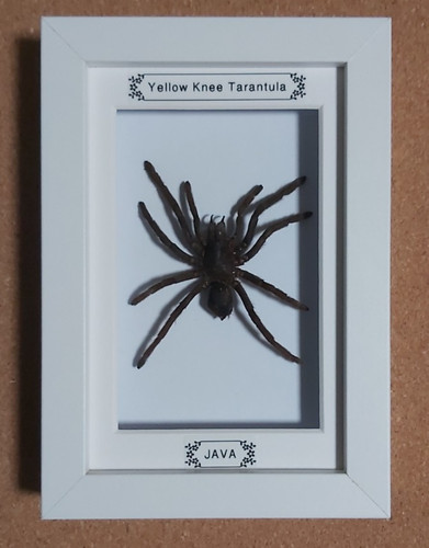Taxidermy real framed - taxidermy,