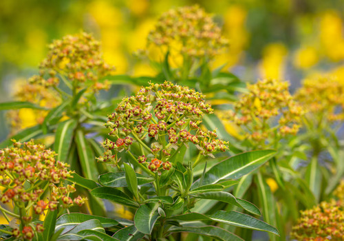 Euphorbia mellifera 9cm pot - 9cm,