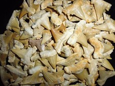 10 fossil Cretolamna Maroccana shark teeth, Megalodon grandfather era Morocco 
