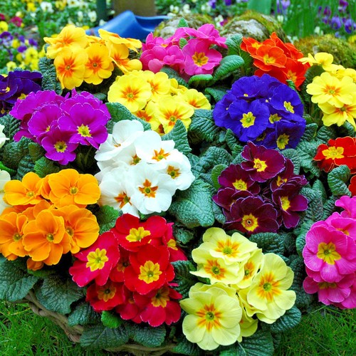 Primrose polyanthus supernova - polyanthus,