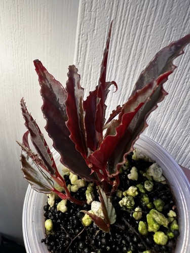 Rare begonia tenuissima - tenuissima, x