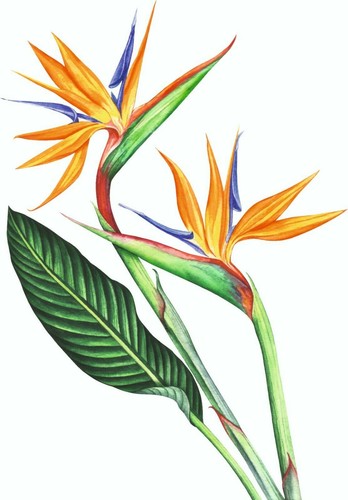Bird paradise flowers - of,