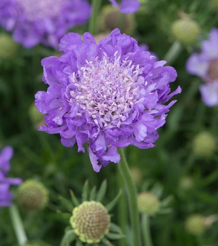 Scabiosa mariposa blue - scabiosa,